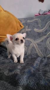 Chihuahua Pêlo Curto