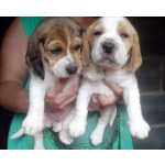 Filhotes de beagle