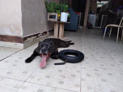 Pitbull Puro 