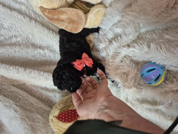 POODLE AN�O  CRIADORA REGISTADA NA DGAV E NO ICNF  