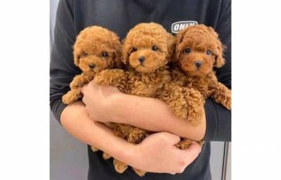 cachorros Toy Poodle