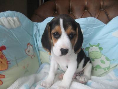 Cachorros Beagle Tricolor TOP