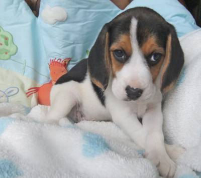 Cachorros Beagle Tricolor TOP