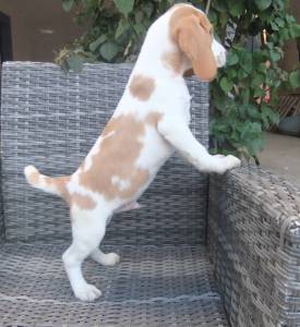 Cachorros Beagle Bicolores