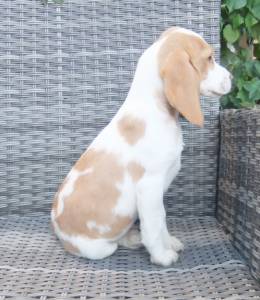 Cachorros Beagle Bicolores
