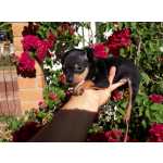 Pinscher Filhotes Macho e Fmea