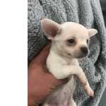 Chihuahua miniatura brancos menina 