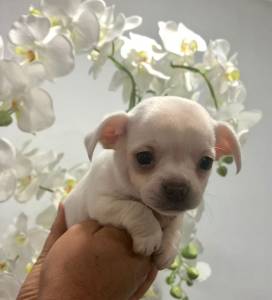 Chihuahua miniatura brancos menina 