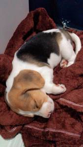 Vendo filhote de beagle