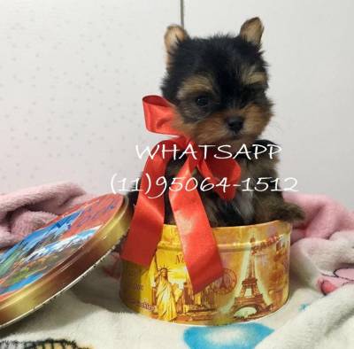yorkshire Terrier  Baby Face