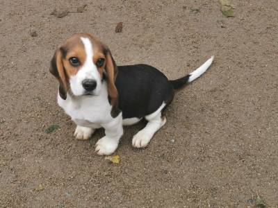 ltimo beagle tricolor de perna baixa