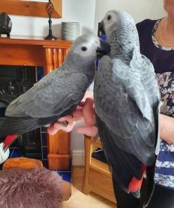 Casal de papagaios cinzentos