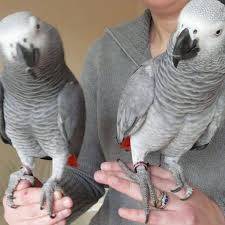 Casal de papagaios cinzentos