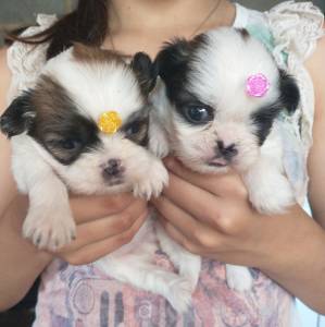 Filhotes de shihtzu machos e fmeas