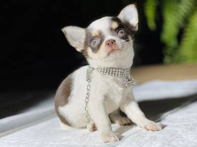 Chihuahua Fêmea pelo curto