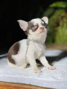 Chihuahua Fêmea pelo curto