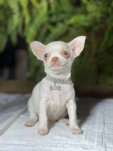 Chihuahua  Macho pelo curto