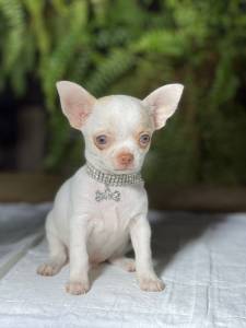 Chihuahua  Macho pelo curto