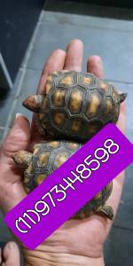 Filhote de tartaruga  de terra para venda
