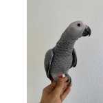 Papagaio cinzento de cauda vermelha