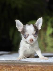 Chihuahua pelo curto chocolate