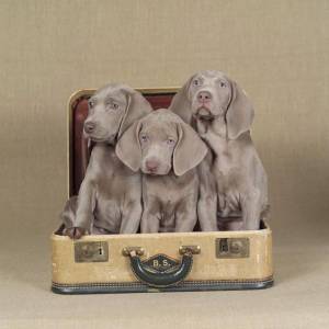 Weimaraner