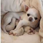 Chihuahua Femea Pelo Curto