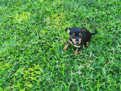 Fofo cachorros pinscher