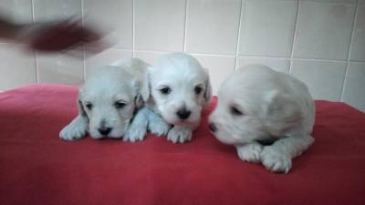 Poodle toy bco champanhe linda fmea disponivel a pronta entrego hoje PRESENTO chama no zap