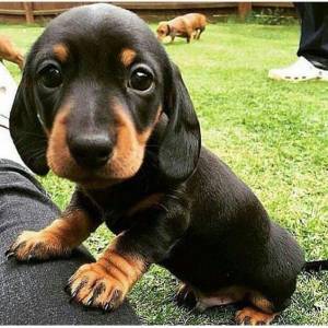 Dachshund encatadores filhotes