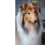 Collie