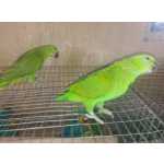 casal papagaios amazonas Auropalliata n�o consanguineo anilha fechada e documentos prontos a e