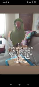 Periquito Ring Neck perdido Curitiba - Água Verde