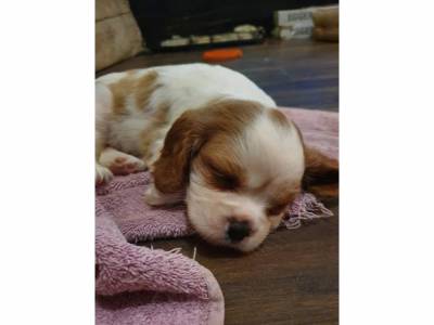 Magnifico  Cavalier King Charles