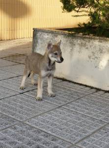 Co Lobo Checoslovaco