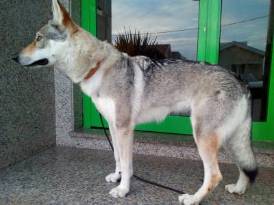 Cão Lobo Checoslovaco