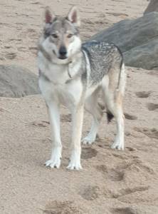 Co Lobo Checoslovaco