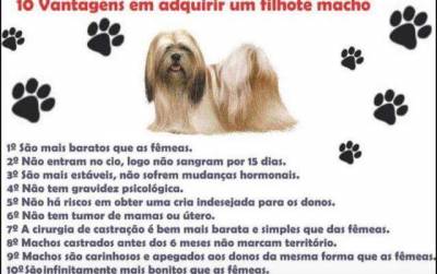 SHIH-TZU PARTICOLOR O RANKING DE VENDA LINDOS  PARC DEZ X  ENTREGO HOJE CHAMA NO ZAP