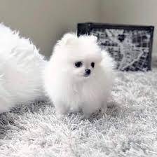 Pomeranian Mini  Lindo  cachorros  Macho  e  Fmea