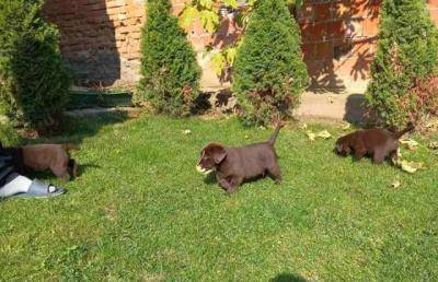 Labrador Retriever  Lindo  cachorros  Macho  e  Fmea