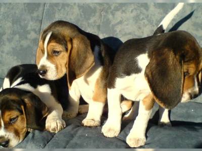 Excelente cachorros beagle