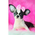 CHIHUAHUA FMEA DE LUXO