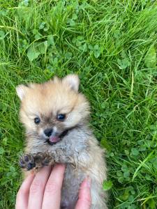 Filhotes de cachorro incrveis da Pomernia