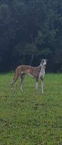 Filhotes de Galgo Greyhound - Grande Porte