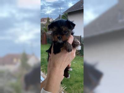 Filhote de cachorro de raa pura Yorkshire Terrier