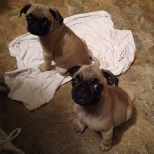 Pug Carlin Macho e fmea