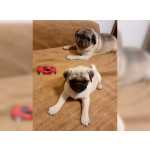 C�es pug castanhos e pretos