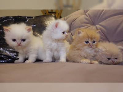 Chinchinla gatinhos persa