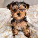 Yorkshire Terrier com LOP