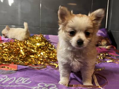 Fantstico Chihuahua pelo comprido